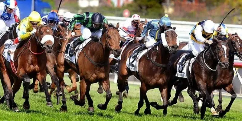 Các yếu tố then chốt ảnh hưởng đến kết quả đua ngựa